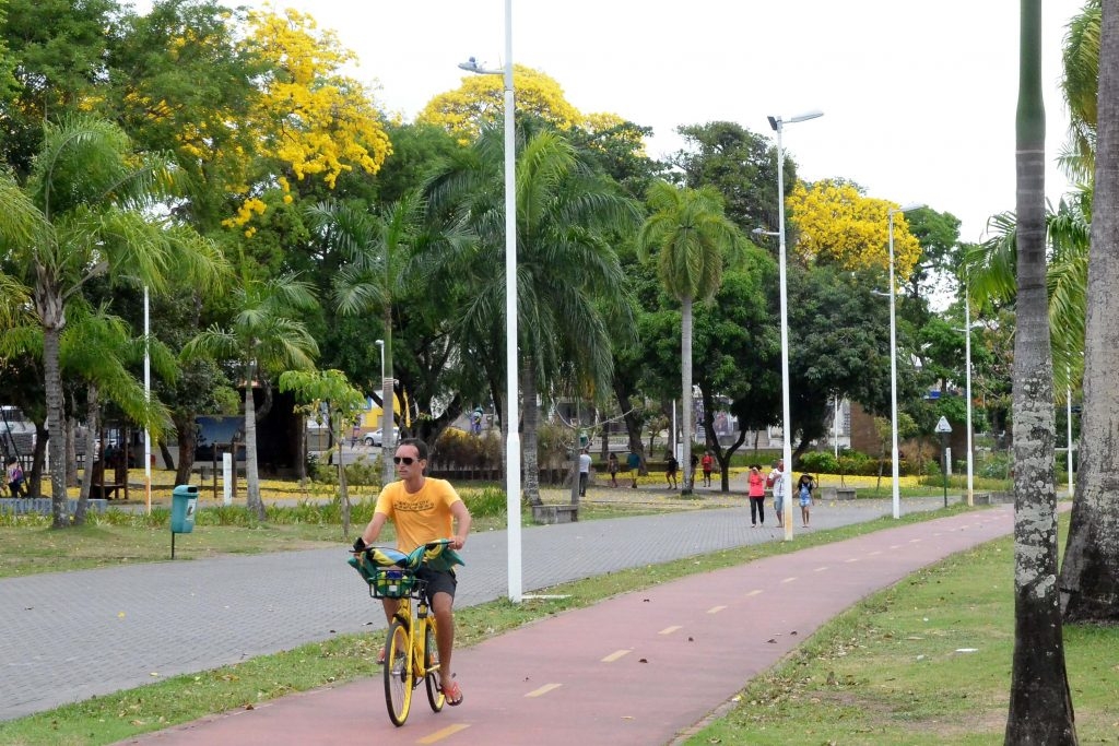 Ipês voltam a florir