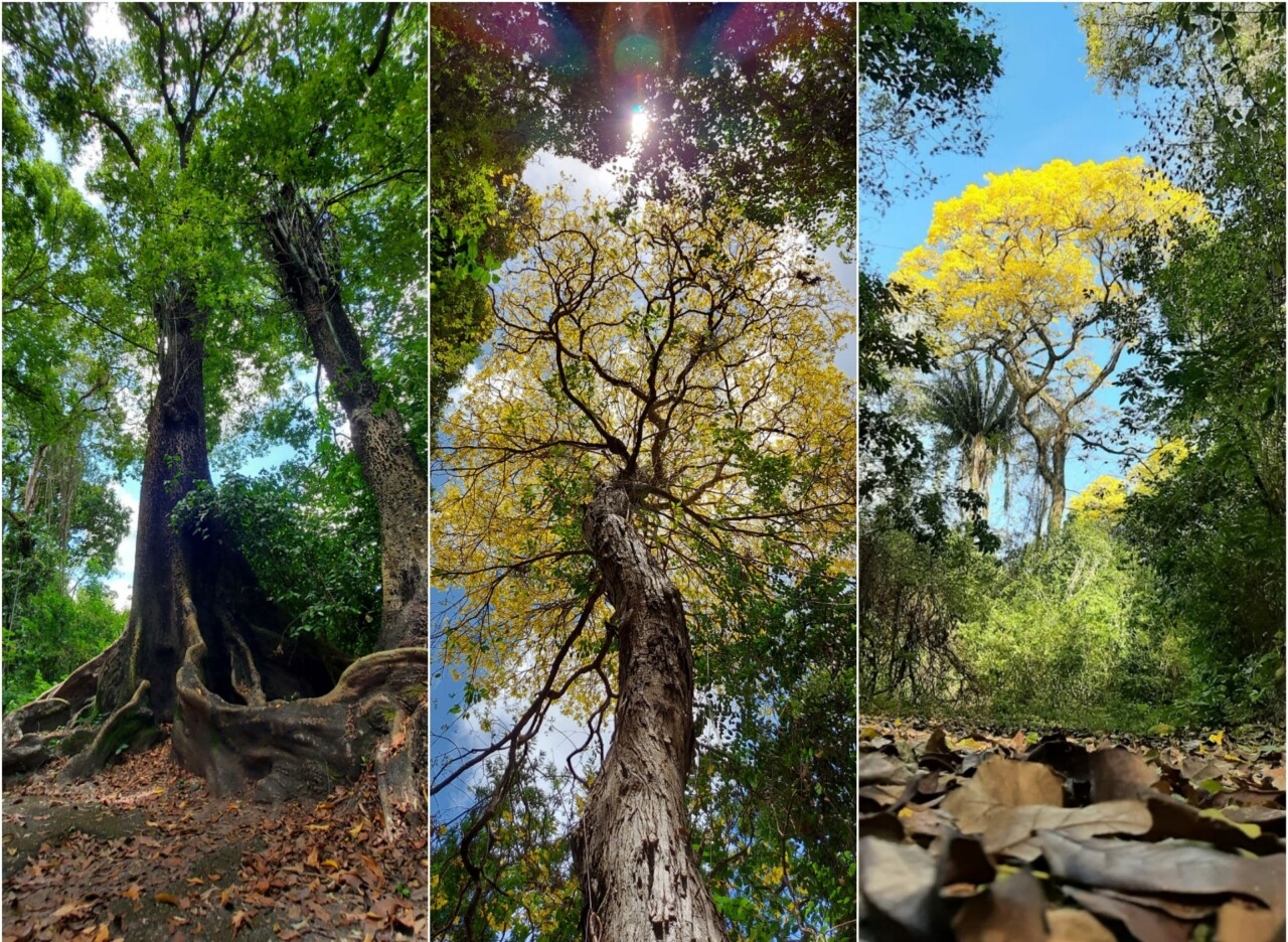 Mata Atlântica em João Pessoa